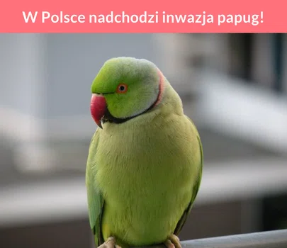 Naukowcy ostrzegają- w Polsce nadchodzi inwazja papug!