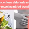 Nieocenione działanie mięty pieprzowej na układ trawienny