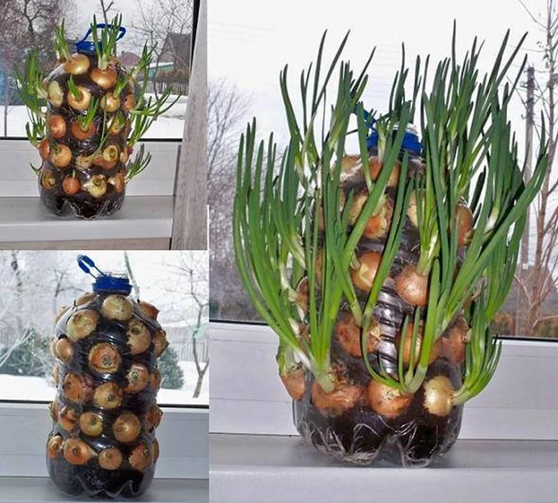 Szczypiorek pod ręką
