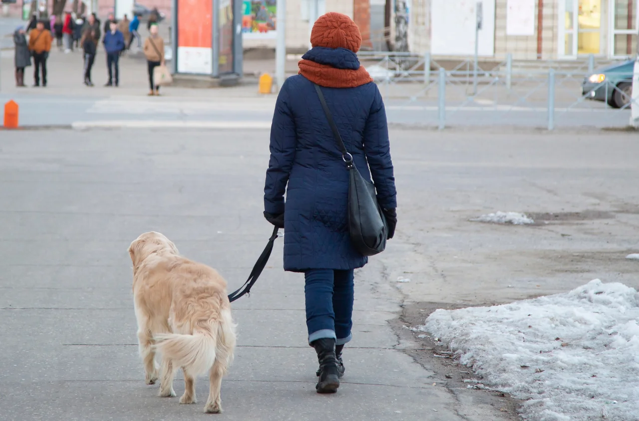 Czy na L4 można wyprowadzać psa? Co wolno w 2026 roku?