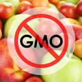 Jak rozpoznać owoce GMO?