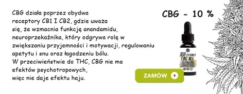 Co to jest CBG? Kannabigerol to perspektywa na przyszłość