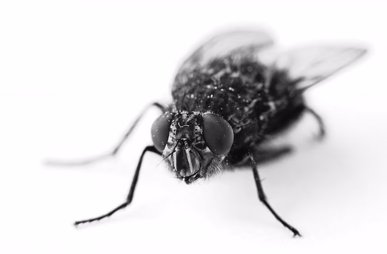 Sposób na pozbycie się  denerwującego insekta o którym nie wiesz!