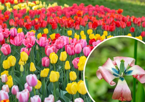 Co zrobić z tulipanami, jak przekwitną? Odkryj tajemnice, jak je uratować!
