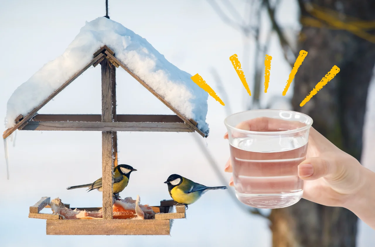 Najczęściej pomijany, ale kluczowy element przy dokarmianiu ptaków! Jego brak jest gorszy niż brak jedzenia