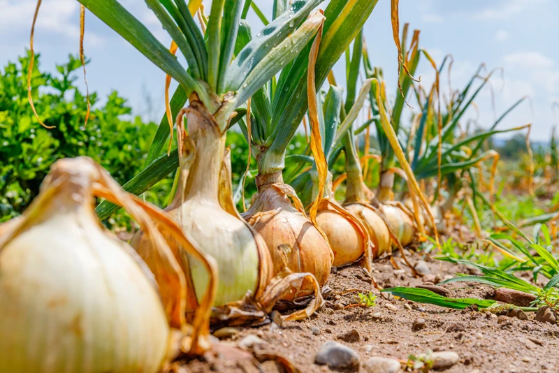 Pomaga na użądlenie oraz infekcje ucha. Zobacz nietypowe zastosowania cebuli.