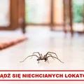 Jak odstraszyć PAJĄKI? Poznaj najlepsze sposoby!
