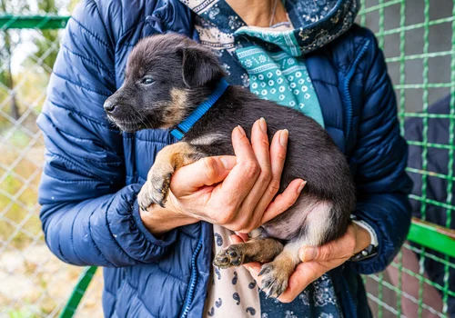 Nowy obowiązek dla właścicieli psów przesądzony. Rząd przyjął przełomową ustawę!