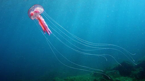 Spotkanie z meduzą "oko w oko"