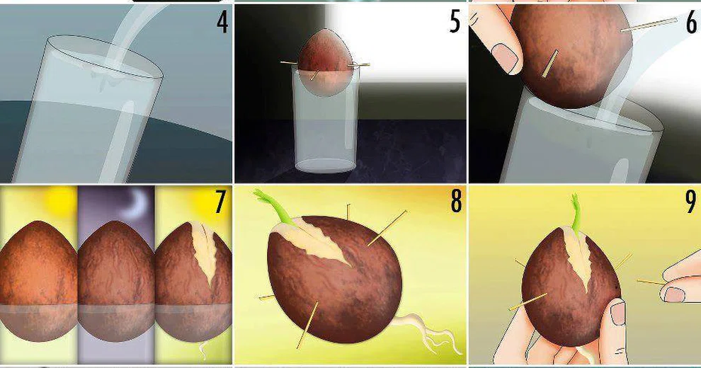 Как отрастить авокадо пошагово. Емкость для косточки авокадо. Косточки авокадо окрашивание. Косточка авокадо в разрезе схема. Поплавок для косточки авокадо.