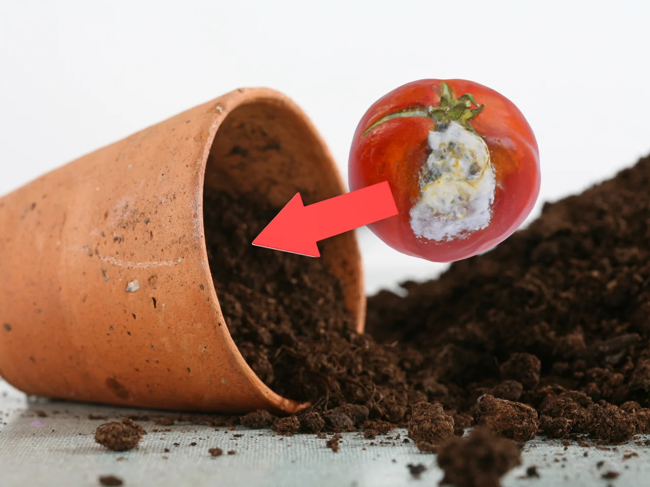 Co można zrobić ze spleśniałym pomidorem?