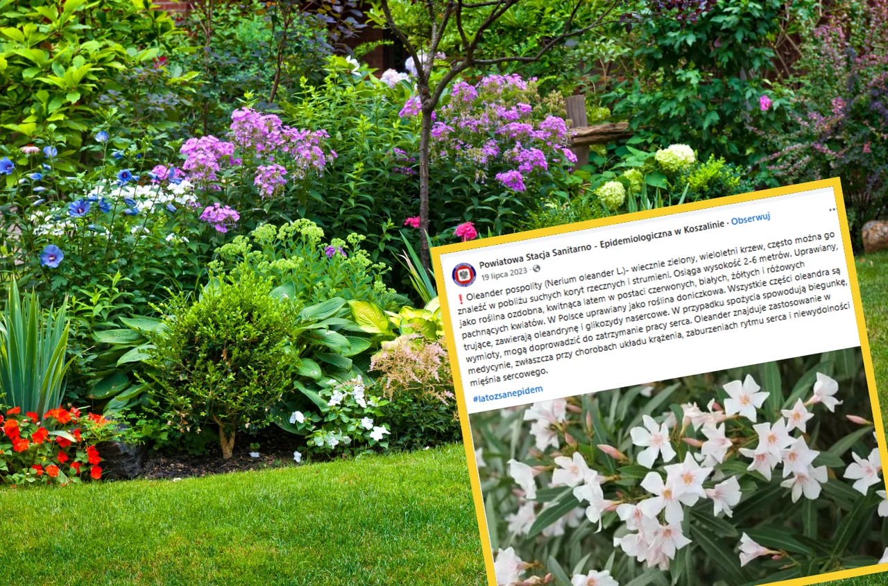 Uprawiamy ją w doniczkach, a jest silnie toksyczna! Sanepid wydał ważny komunikat z ostrzeżeniem