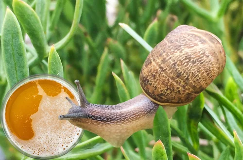 Ślimaki w ogrodzie? Oto 7 sposobów, które skutecznie się ich pozbędą