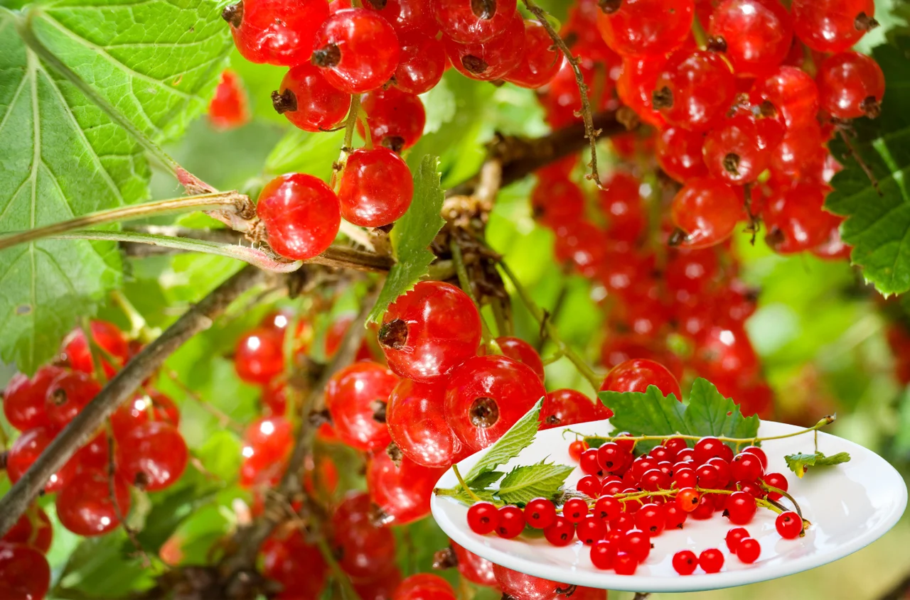 5 powodów, dla których warto jeść porzeczki – i 3, by na nie uważać!