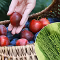 Zerwij na łące i zrób naturalny oprysk! Po śliwkach robaczywkach nie będzie ani śladu