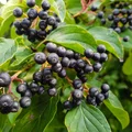 Aronia czyli najsmaczniejsze lekarstwo na świecie! Na co pomaga?