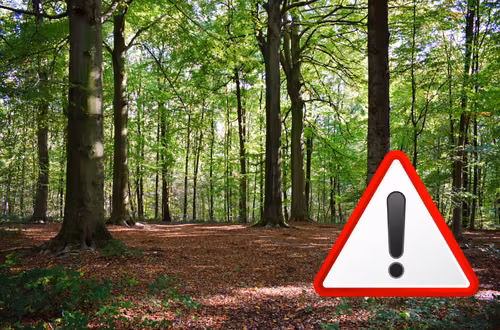 Niepozorne owady wywołują alarm. Służby apelują o ostrożność!