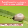 Poznaj najczęściej powtarzane MITY na temat KLESZCZY