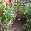 Jak przekształcić najmniejszy balkon w obfity ogród warzywny? Stwórz prywatną zieloną oazę