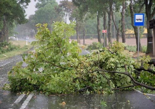 Silny wiatr uderzy w niemal całą Polskę. Alerty IMGW w 13 województwach!