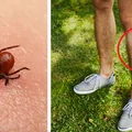 Nowe odkrycie! TEN środek najskuteczniej odstrasza kleszcze