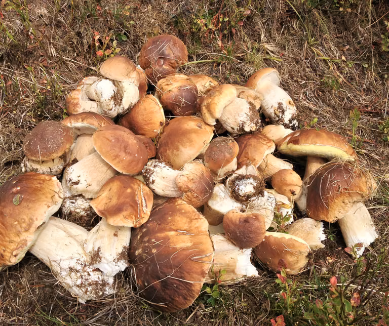 Ile zapłacimy za 1 kg prawdziwków w 2022?