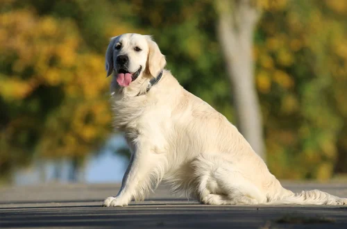 Międzynarodowy Dzień Golden Retrievera: Święto Przyjaciół Człowieka
