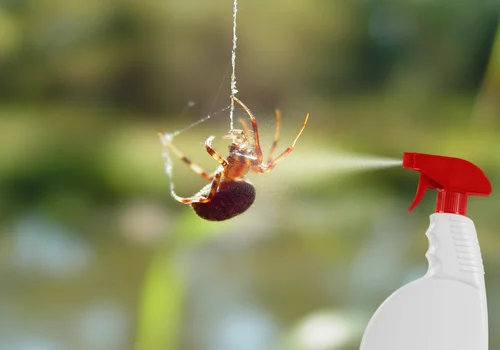Pozbądź się pająków raz na zawsze! Sprawdź przepis na domowy spray!