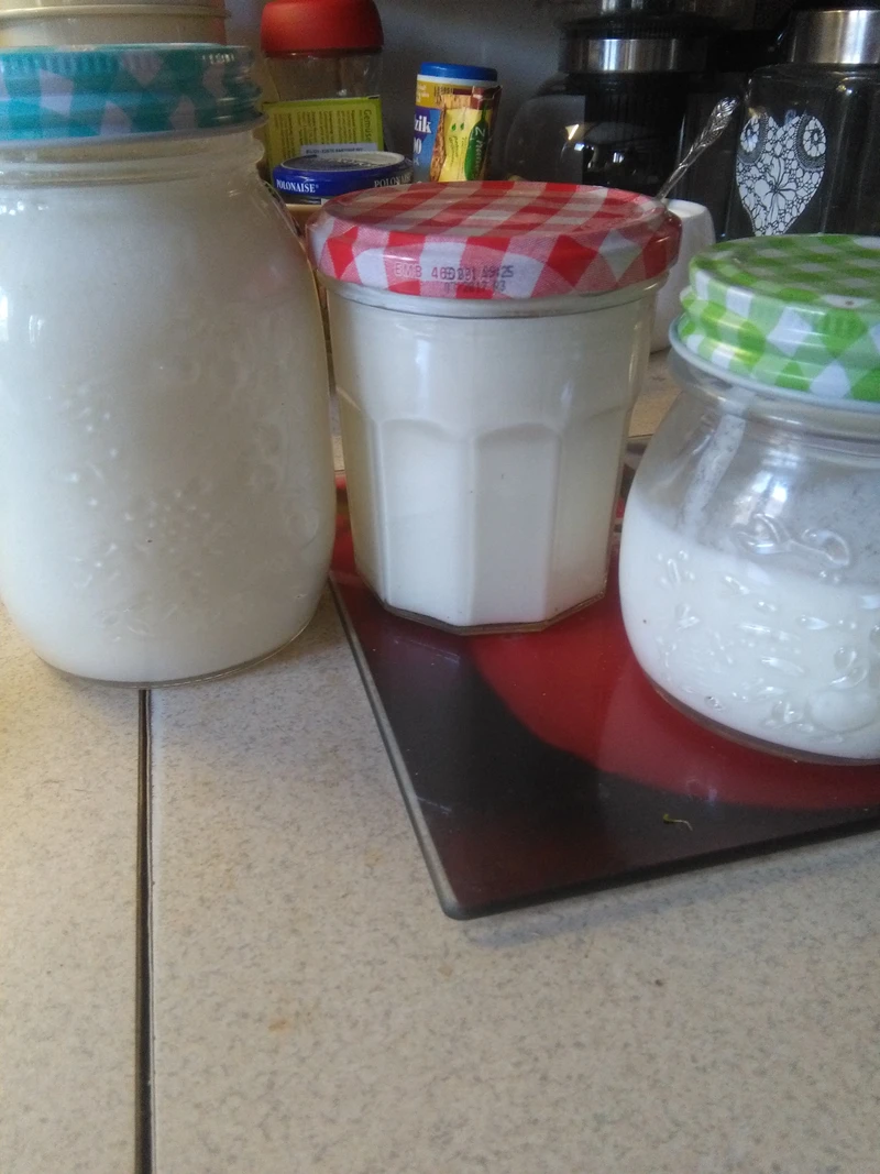 Domowy jogurt naturalny
