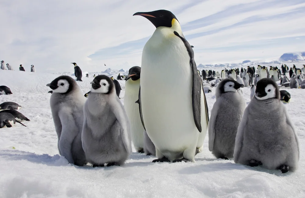 Światowy Dzień Pingwina: Znaczenie, Zagrożenia i Ochrona