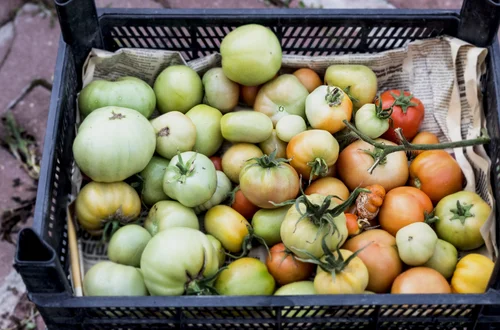 Dlaczego niektóre pomidory pozostają zielone? Ten jeden czynnik powoduje, że nie dojrzewają