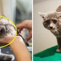 Nowa, niebezpieczna dla kotów moda dotarła do Polski! Instagram aż huczy