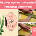 Jak aloes wpływa na organizm? Poznaj jego niezwykłe właściwości