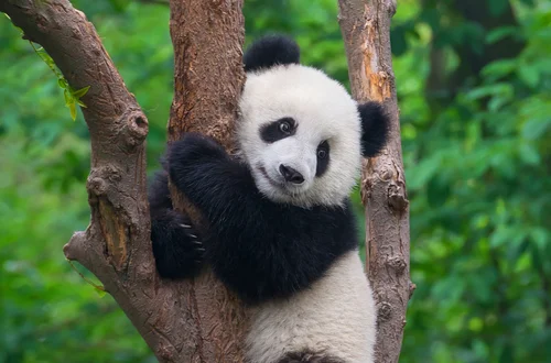 Dzień Pandy: Świętowanie najbardziej uroczych stworzeń na Ziemi