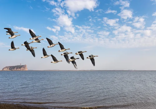 Światowy Dzień Ptaków Wędrownych: Ochrona Skrzydlatych Podróżników