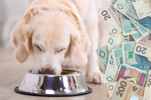 Rekordowe 9,6 miliarda zł na zwierzęta domowe w 2025 r. Polacy nie oszczędzają na pupilach!