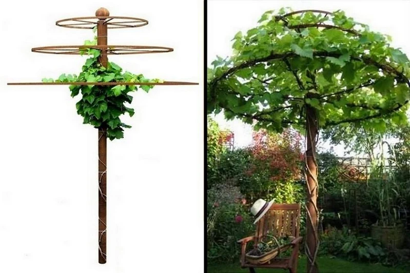 Zielony parasol w ogrodzie