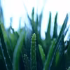 Aloes i jego praktyczne zastosowania