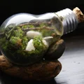 DIY terrarium w żarówce