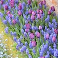 Filetowe tulipany
