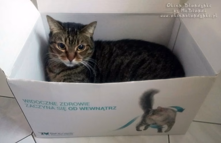 Kocie testowanie - podsumowanie kampanii Purina ONE
