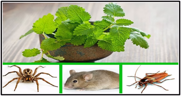 Trzymaj tą roślinę w domu, a odstraszysz pająki i inne insekty!