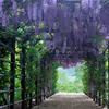 Cudna pergola