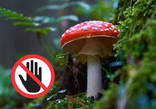 Ten grzyb niebawem zniknie z rynku! GIS przygotowuje nowy zakaz!