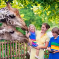 JAK ZROBIĆ lepsze zdjęcia w ZOO?