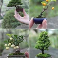 Piękne bonsai