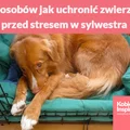5 sposobów jak uchronić zwierzęta przed stresem w sylwestra