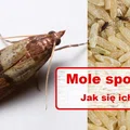MOLE SPOŻYWCZE – skąd się biorą?