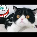 Śmieszne koty i psy zabawne zwierzęta Padniesz ze śmiechu funny #6