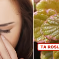 Dzięki tej roślinie BÓL ZATOK zniknie!